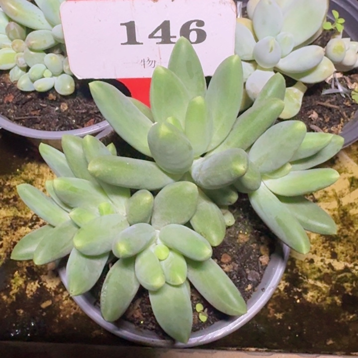 146麒麟美人多肉植物