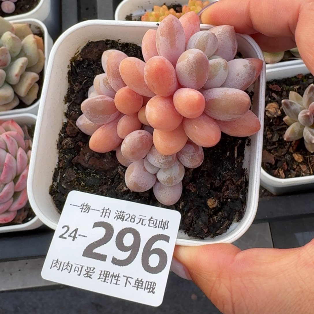 汤圆无盆土发货无
