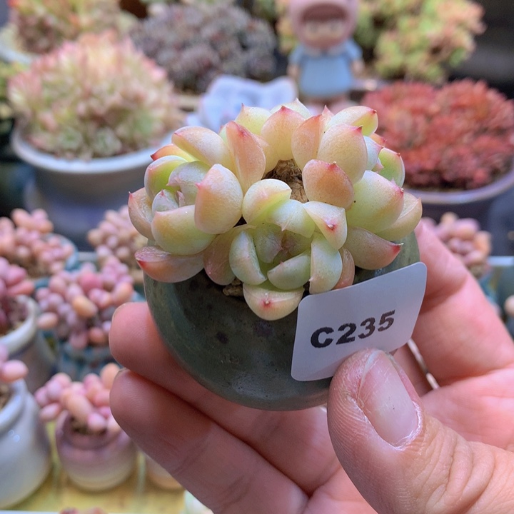 一物一拍含盆土满38包邮C235