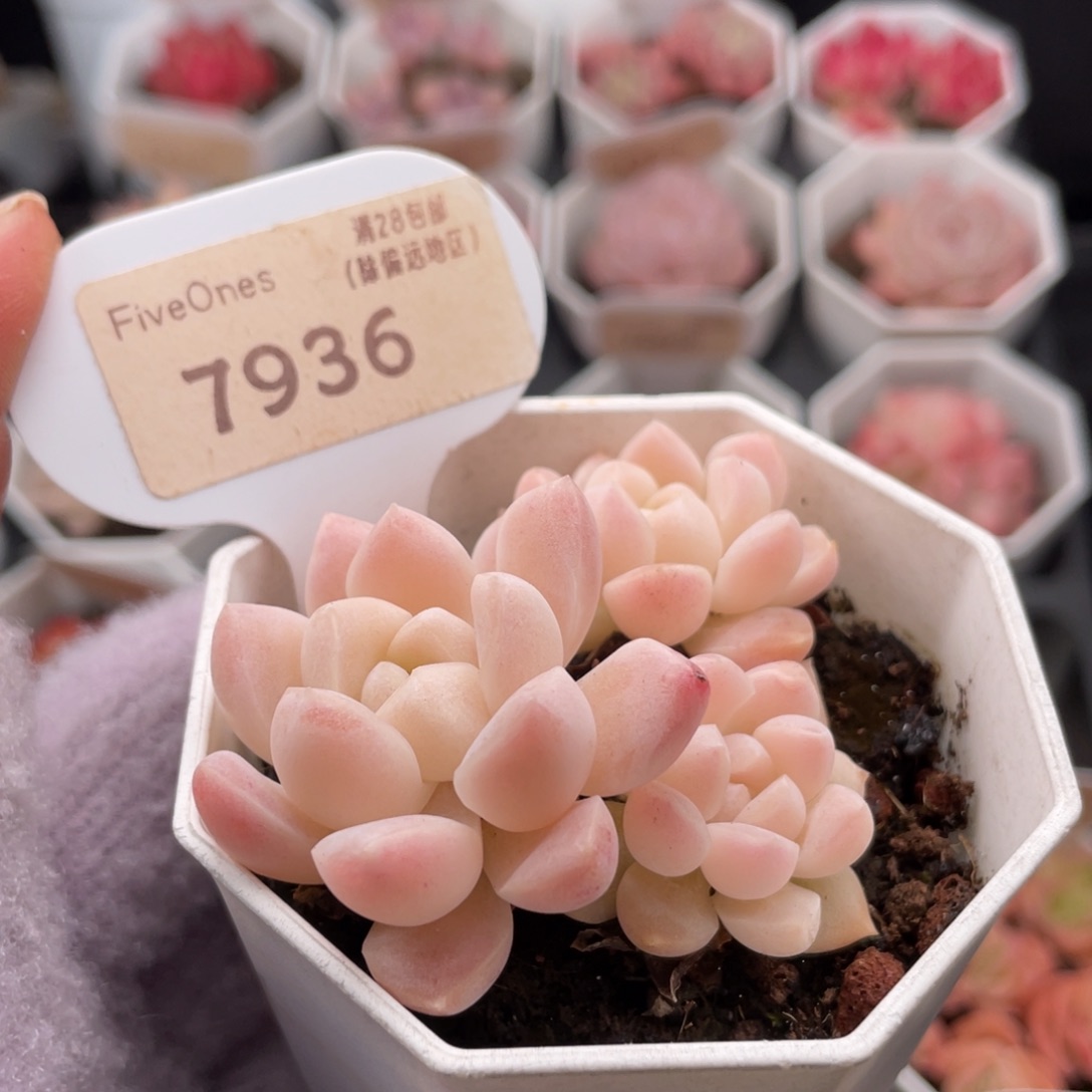 白雪7936-6.0厘米