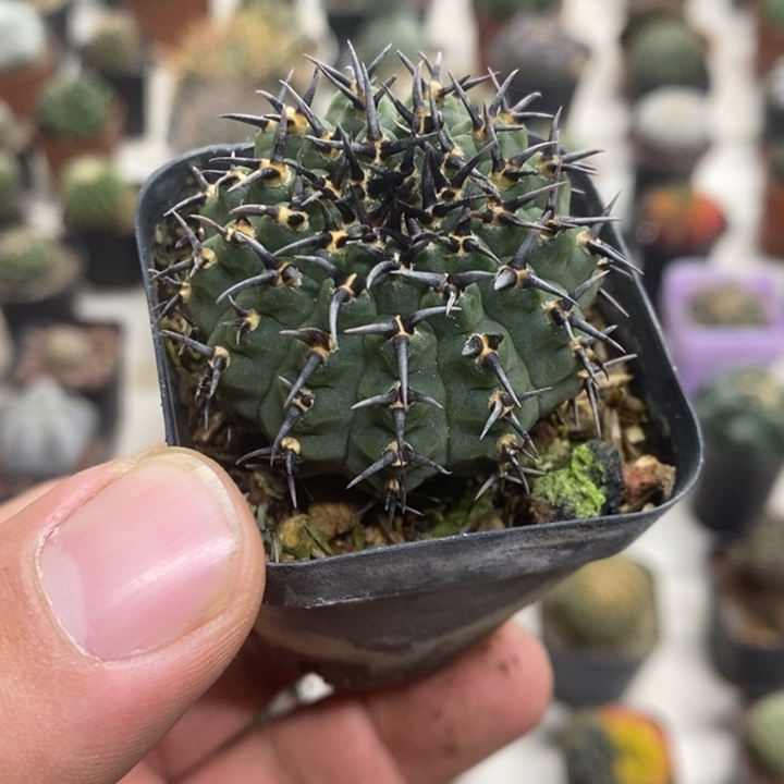 实生黑刺凤头特价