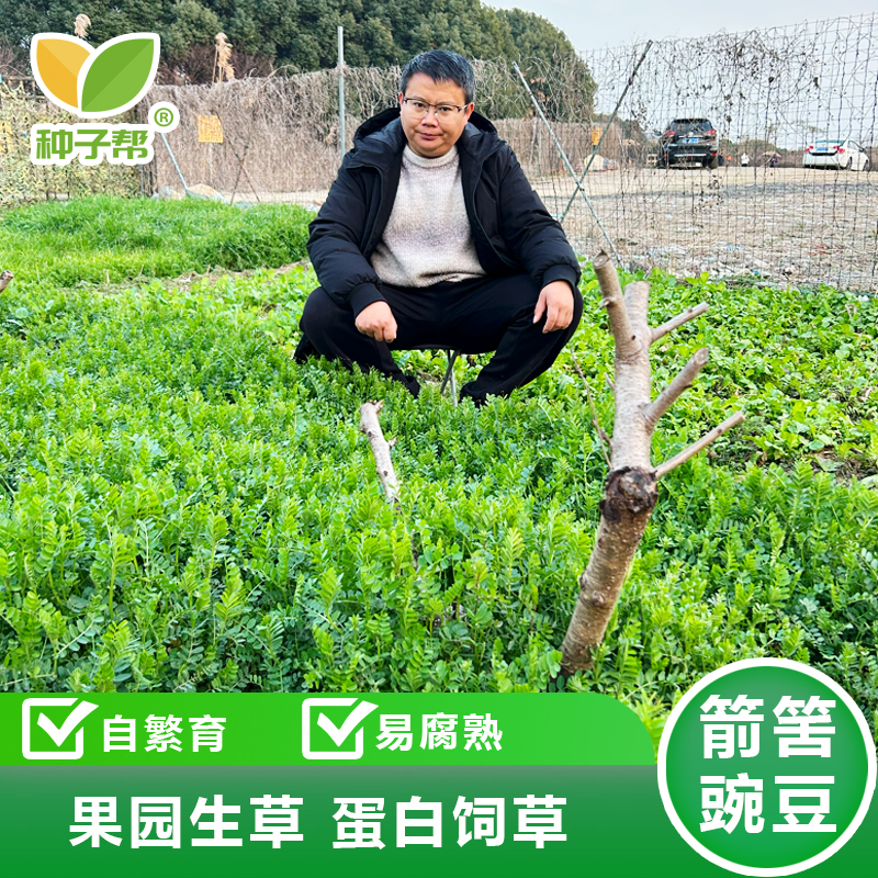 箭筈豌豆净籽，耐旱优质春秋播种低矮果园天然绿肥钾肥，长期利用