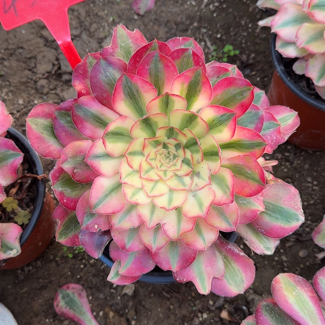 4533爱丽丝多肉法师