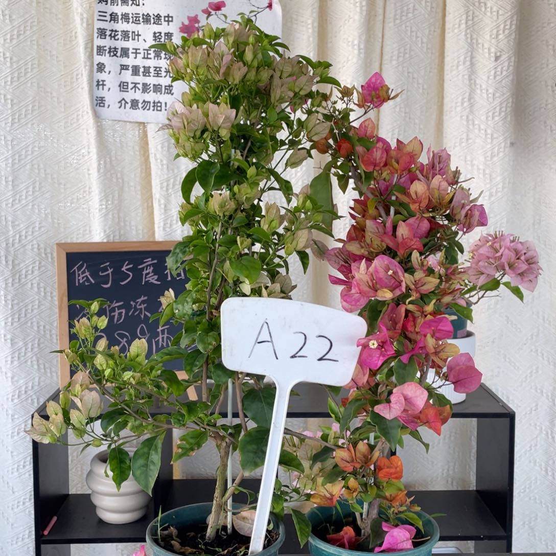 健***乐全部花朵丽娜+阿朱娜A22