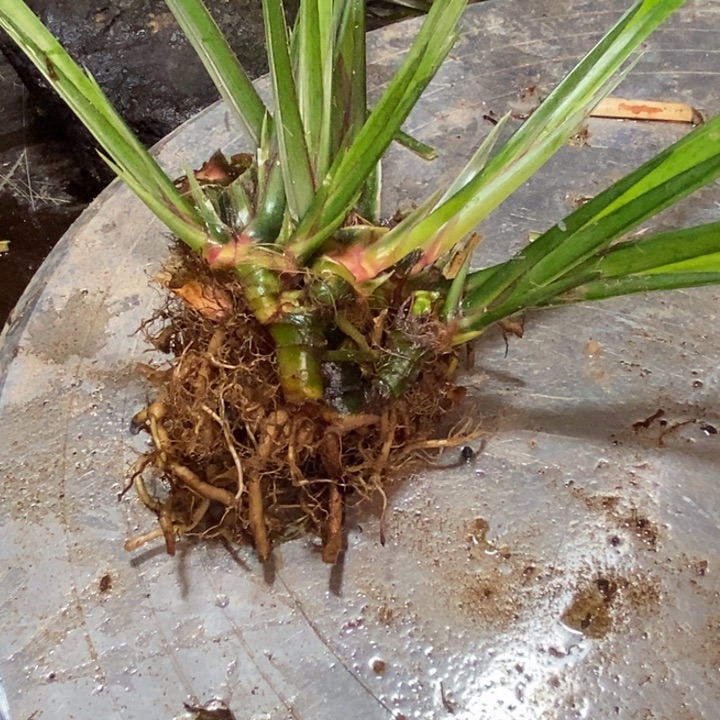 夜***夜无花朵石菖蒲你是在