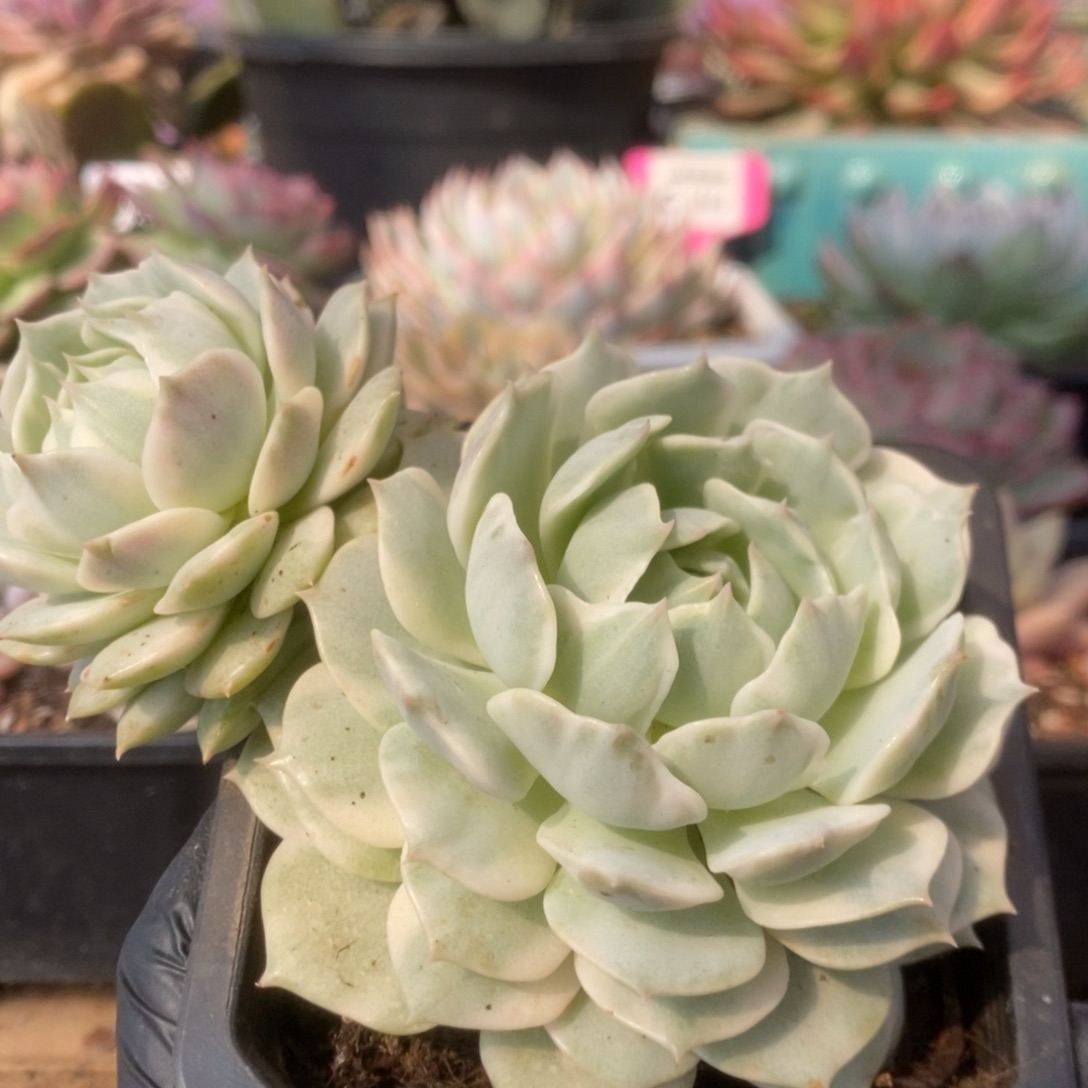 129露娜莲锦锦锦锦锦