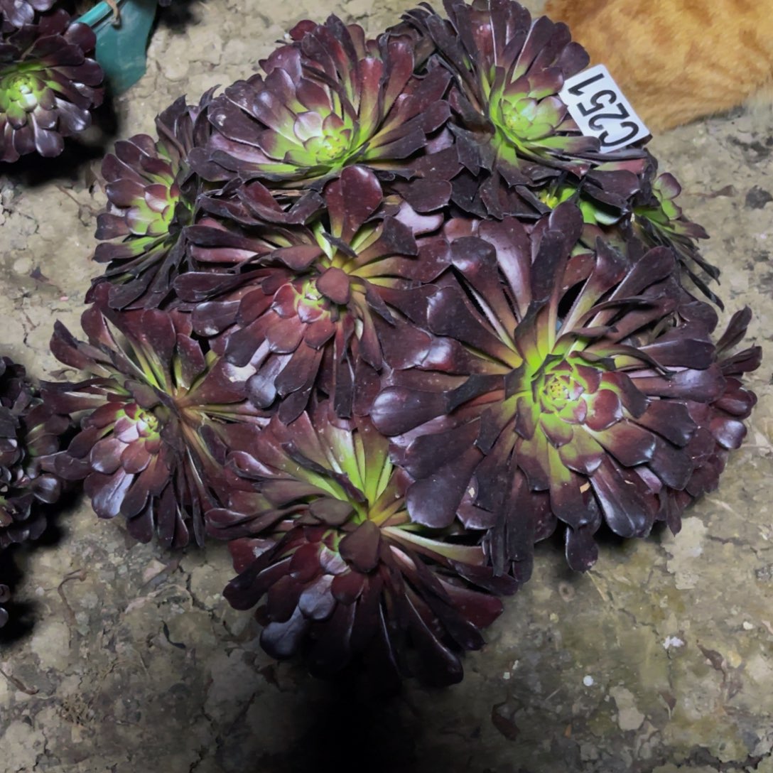 墨铜法师26///31包邮