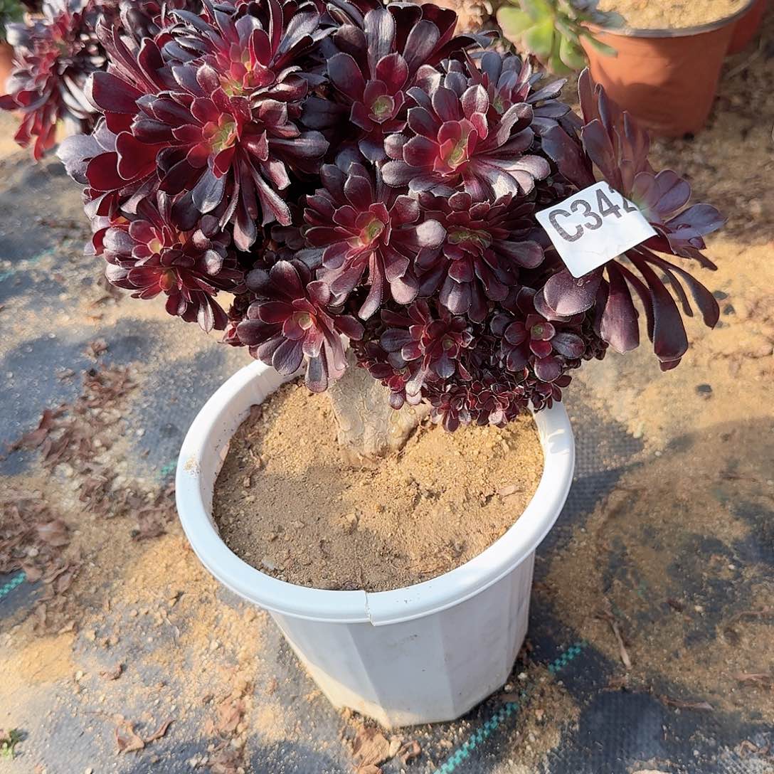 342欧紫朵朵有大伤一颗呀呀