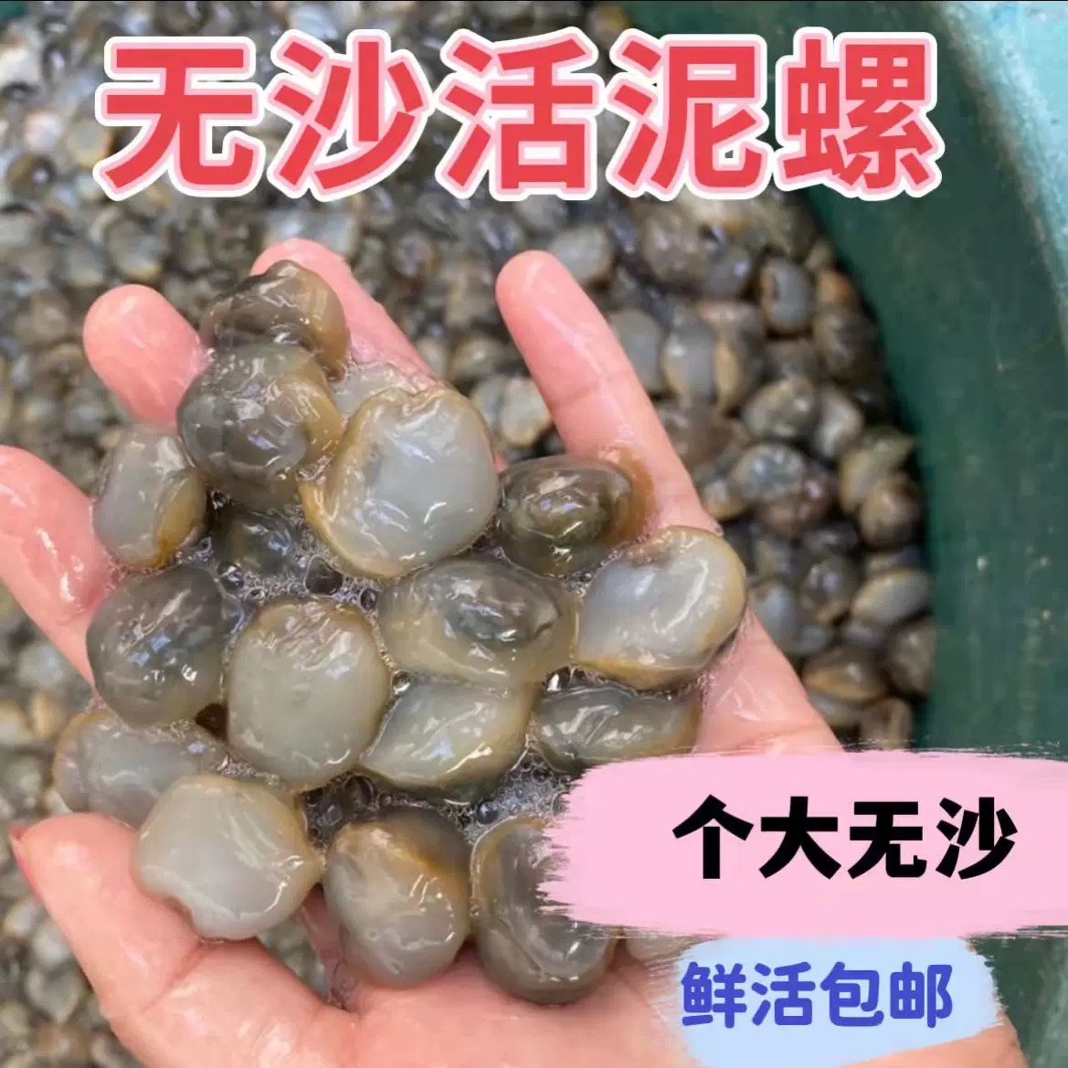 大个头无沙鲜活泥螺顺丰冷链发货