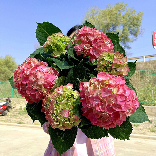 【紫色 粉红色夕颜】绣球 大花型 易养护 庭院阳台 云南基地直发