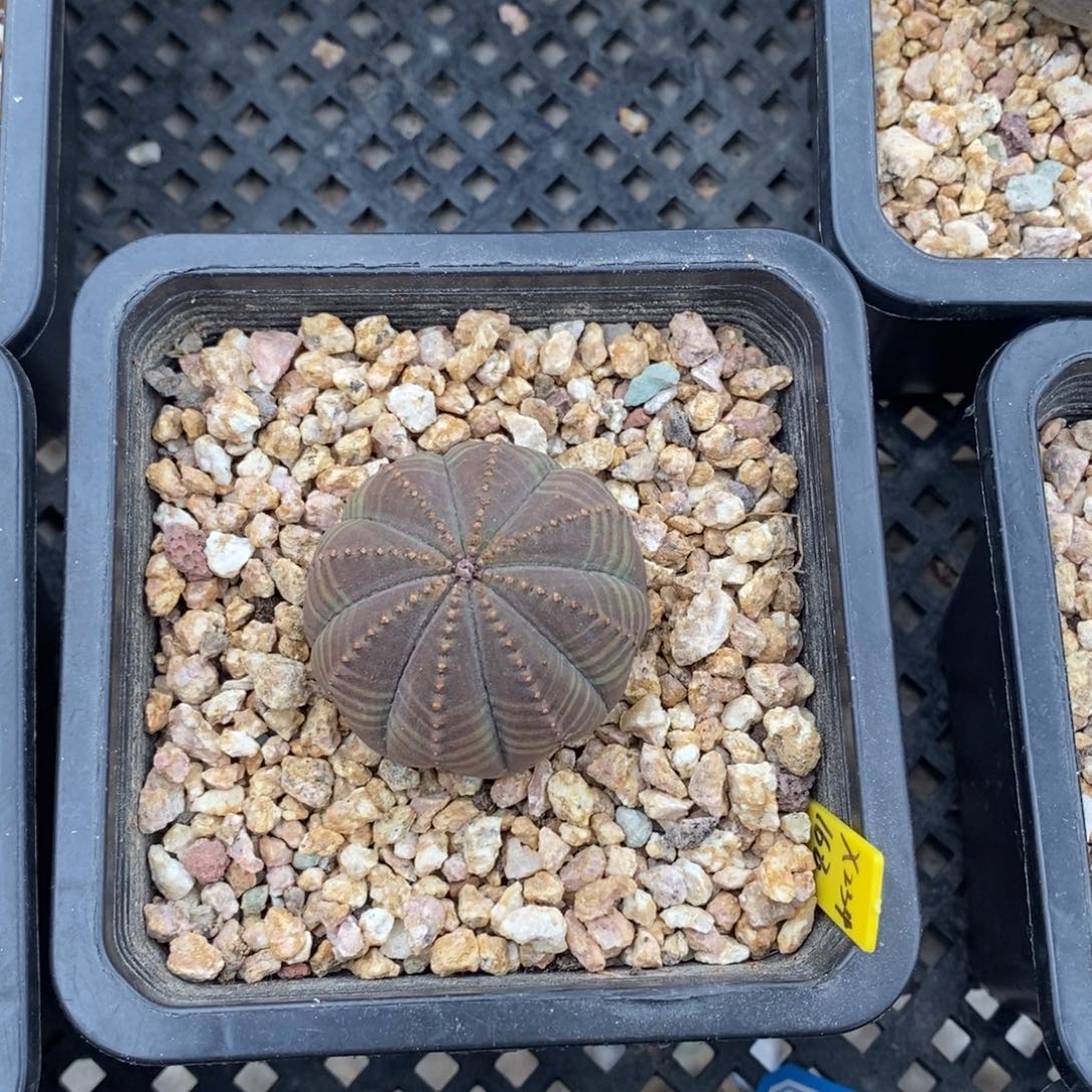 11 欧系实生布纹球多肉植物