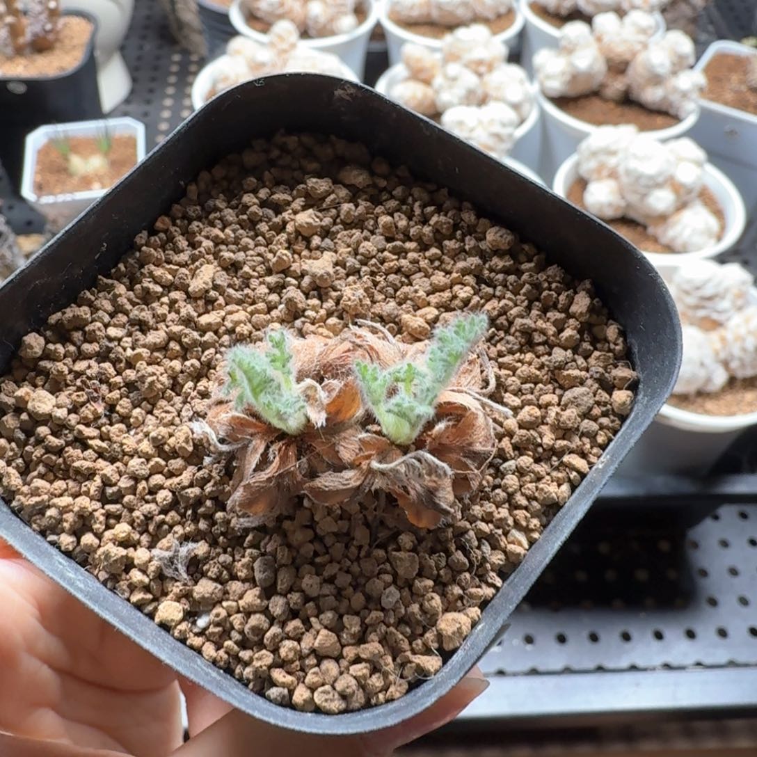 馨***o羽叶洋葵121仙人掌