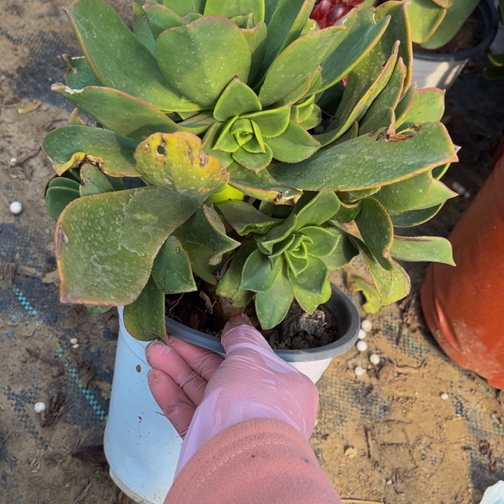 263富贵多肉法师不包断枝