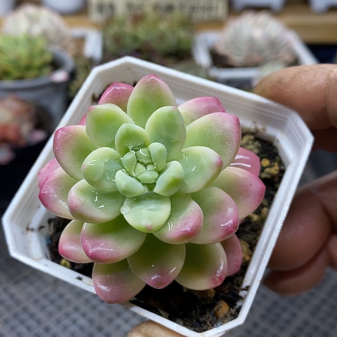 26104 香奈尔覆轮锦