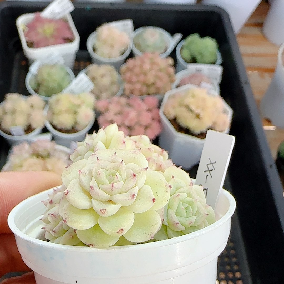 咪***1219-74（xx-56）优选