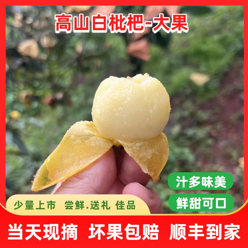 （精品大果）LX 千岛湖高山花香白枇杷新鲜采摘水果顺丰到家礼盒装单果18-25g