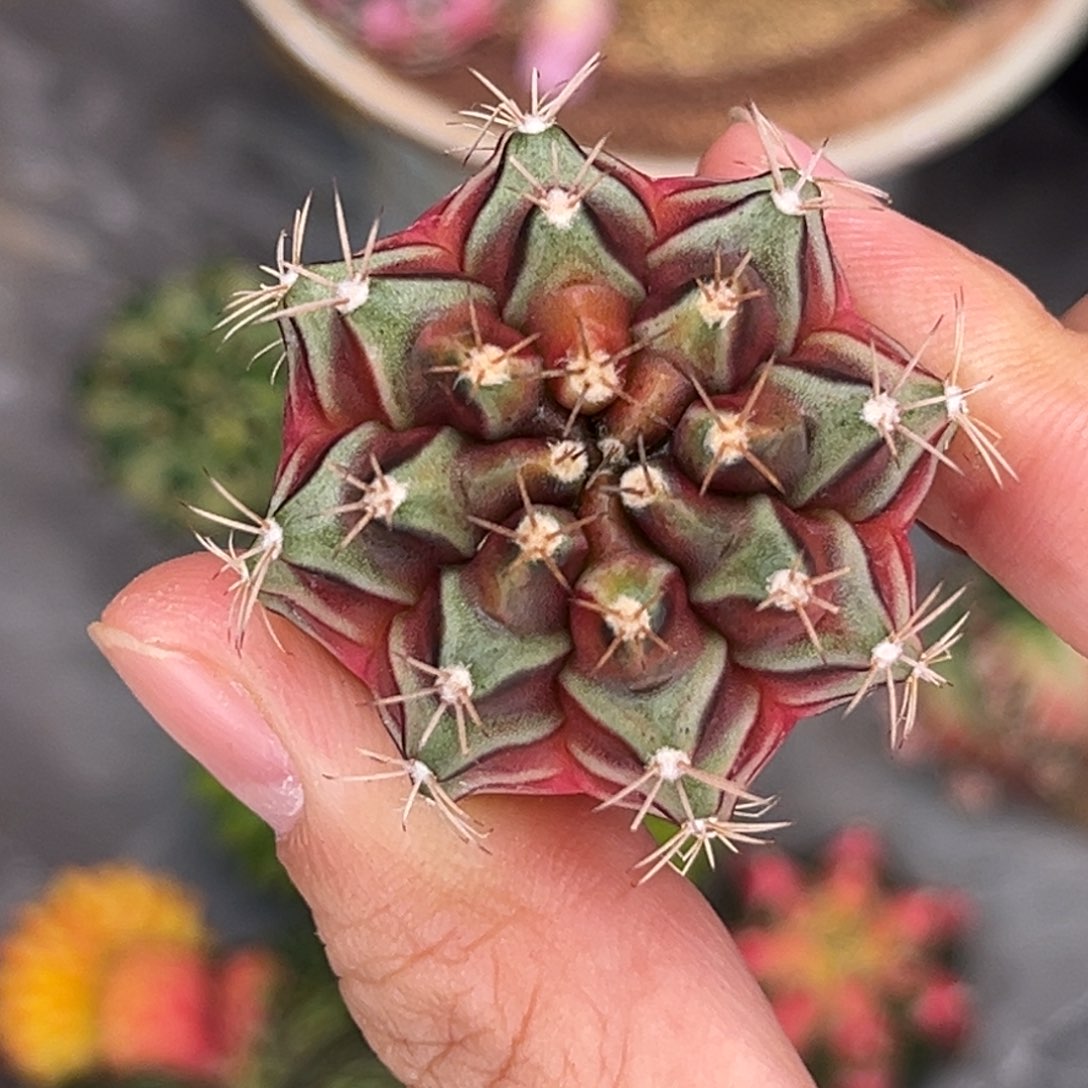 实生乌贼 米哈仙人球