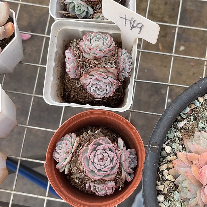 【***】在下楼梯前两个小时了49