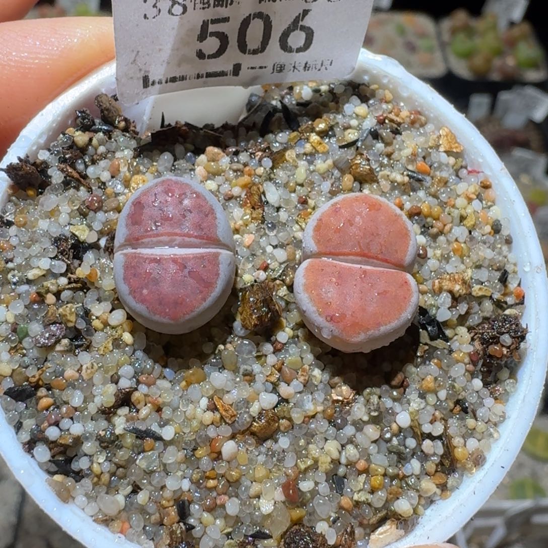 Sss精品清货款506
