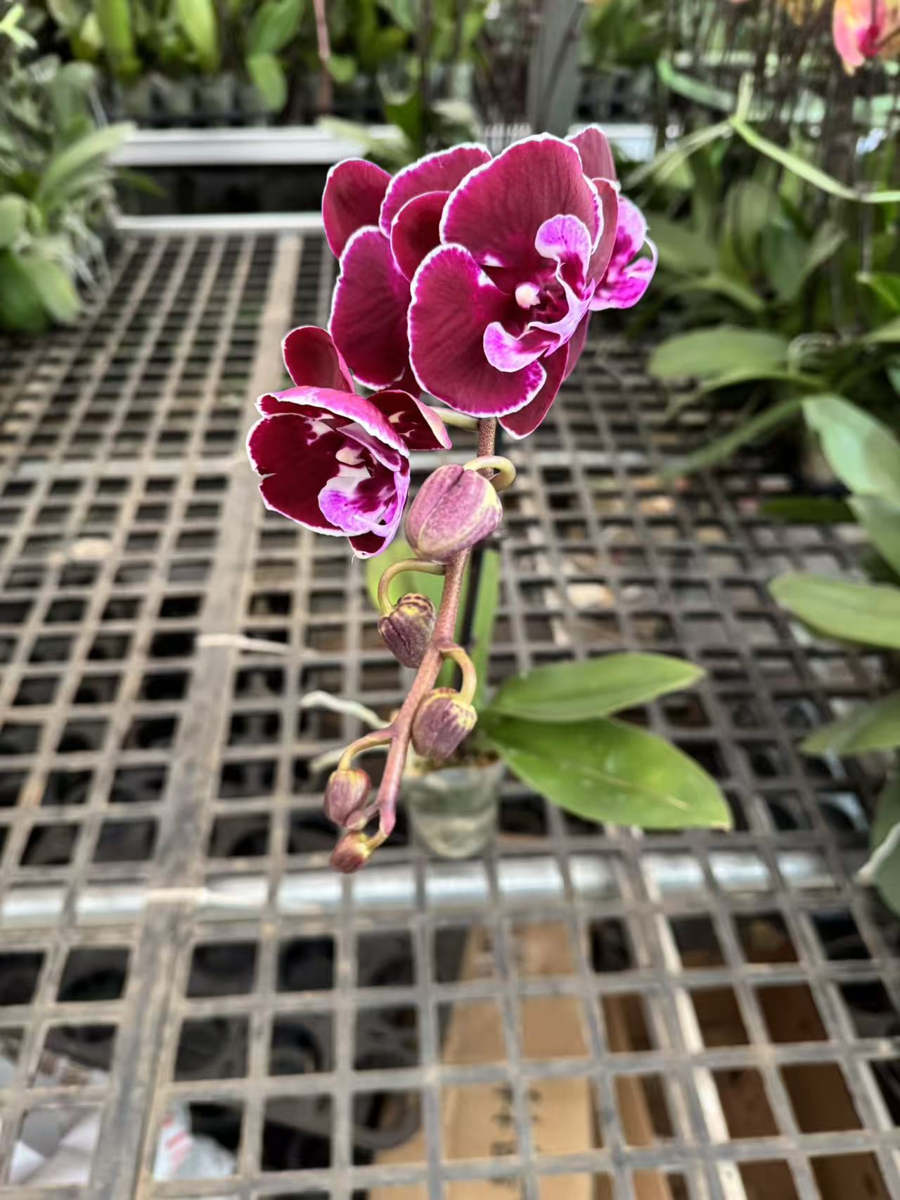 蝴蝶兰【蔓珠华沙返祖】（拍满5颗配盆）昆明直发