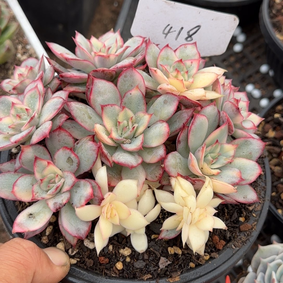 月光女神锦惊鸿一物一拍包装收缩花旱418