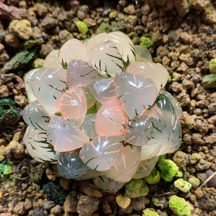【闪购商品】92实生玉露锦