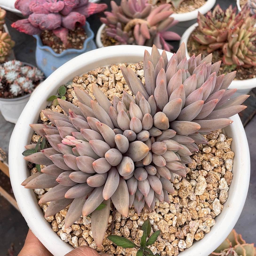 1****6多肉植物一物一拍