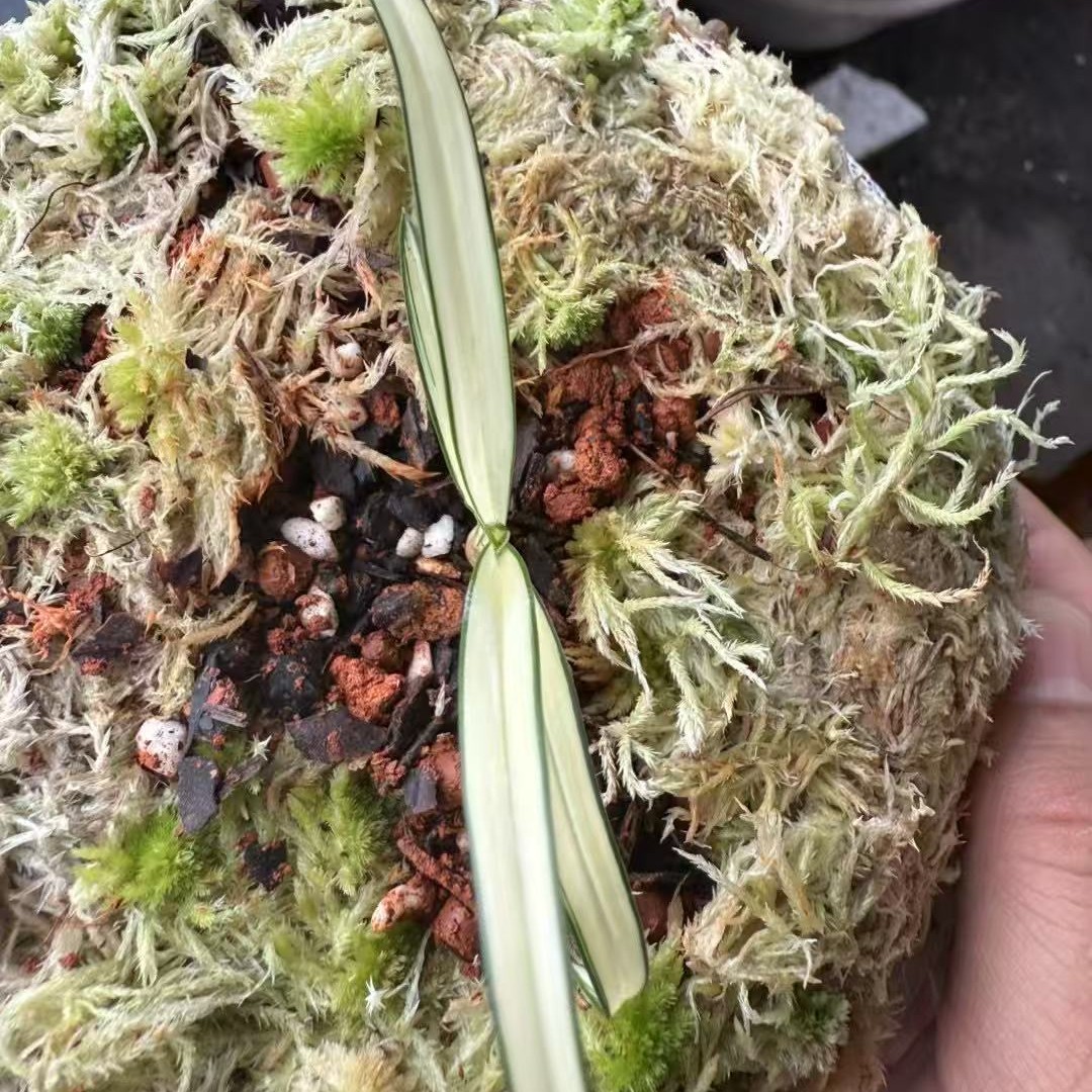 云南奇花异草兰草好养的名品花卉