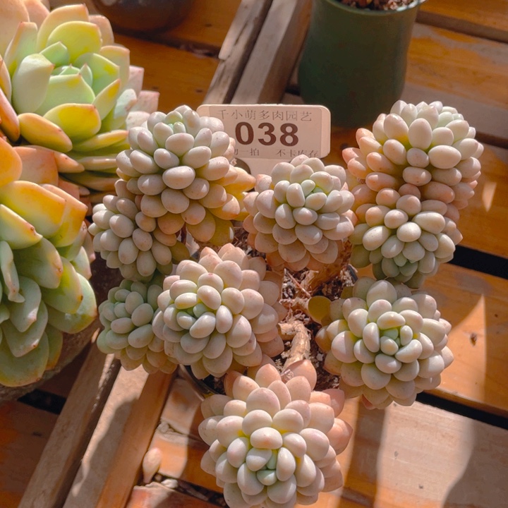 谢谢你的支持00000038