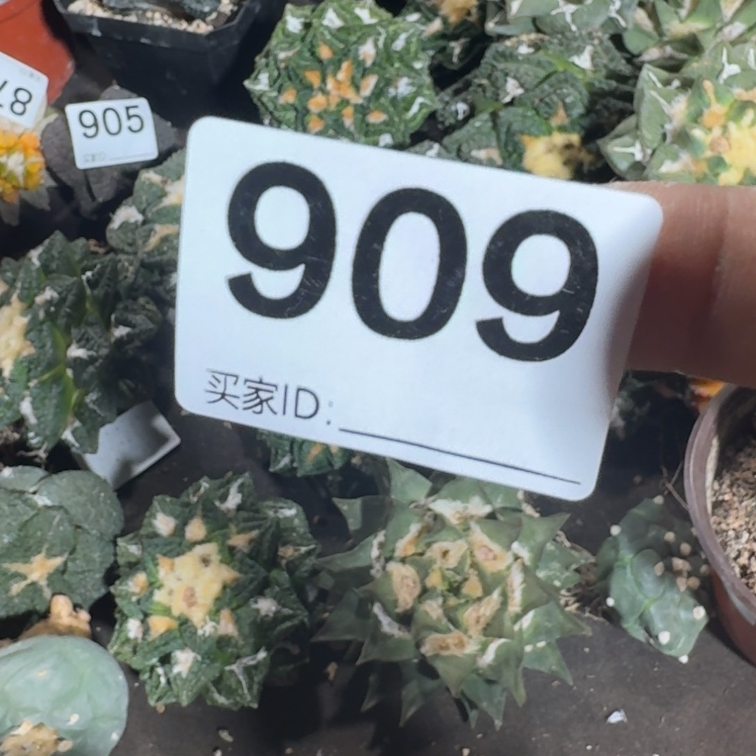 【闪购商品】小*胖自根白鸟909