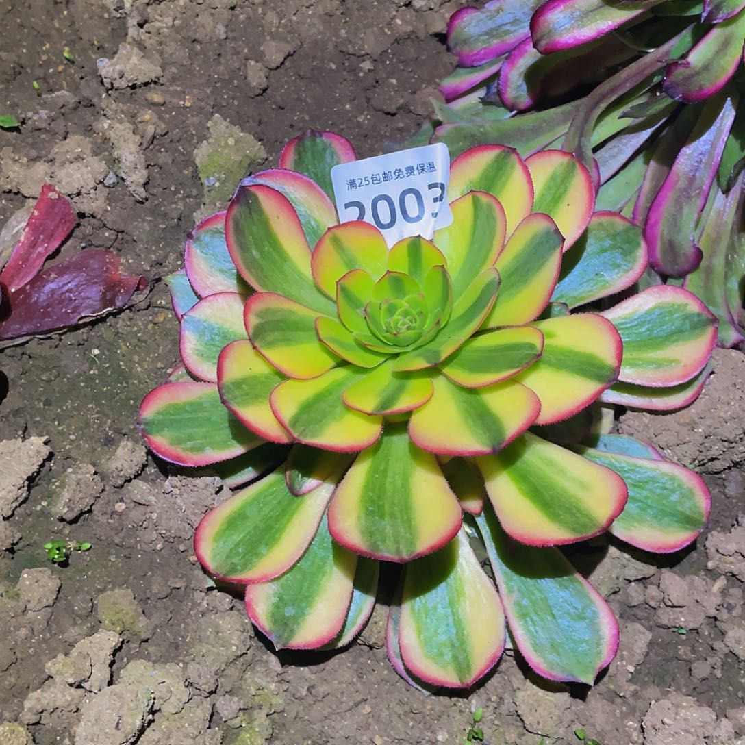 2003火狐多肉植物
