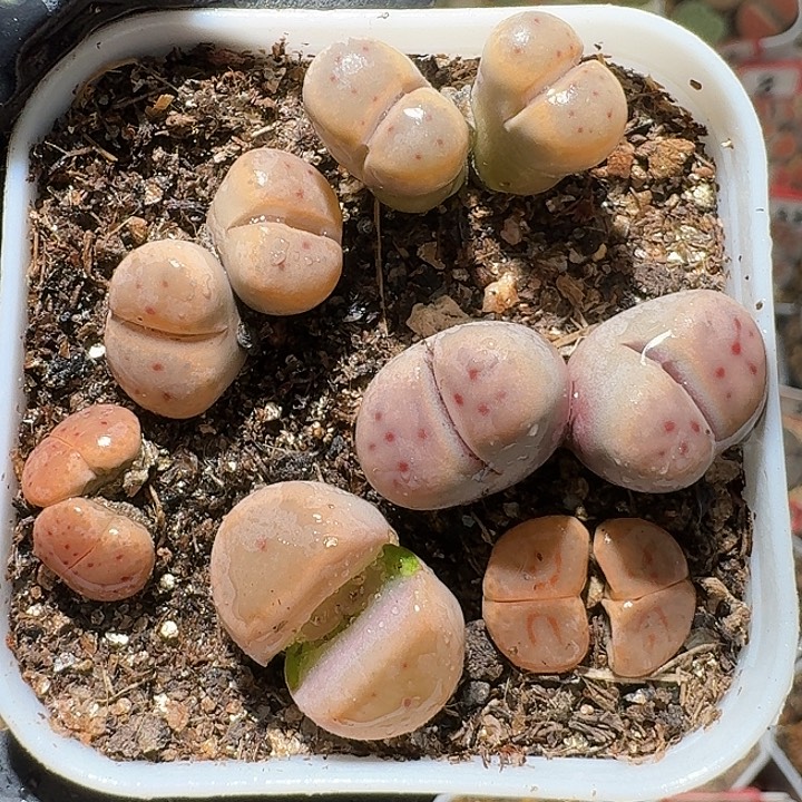 生石花112122。 无售后。  381