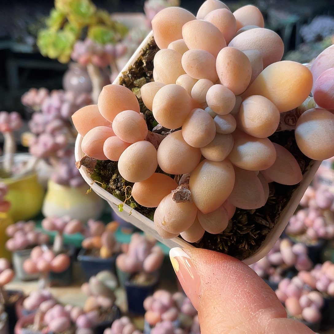 星****多肉植物的生长发育与生长发育的