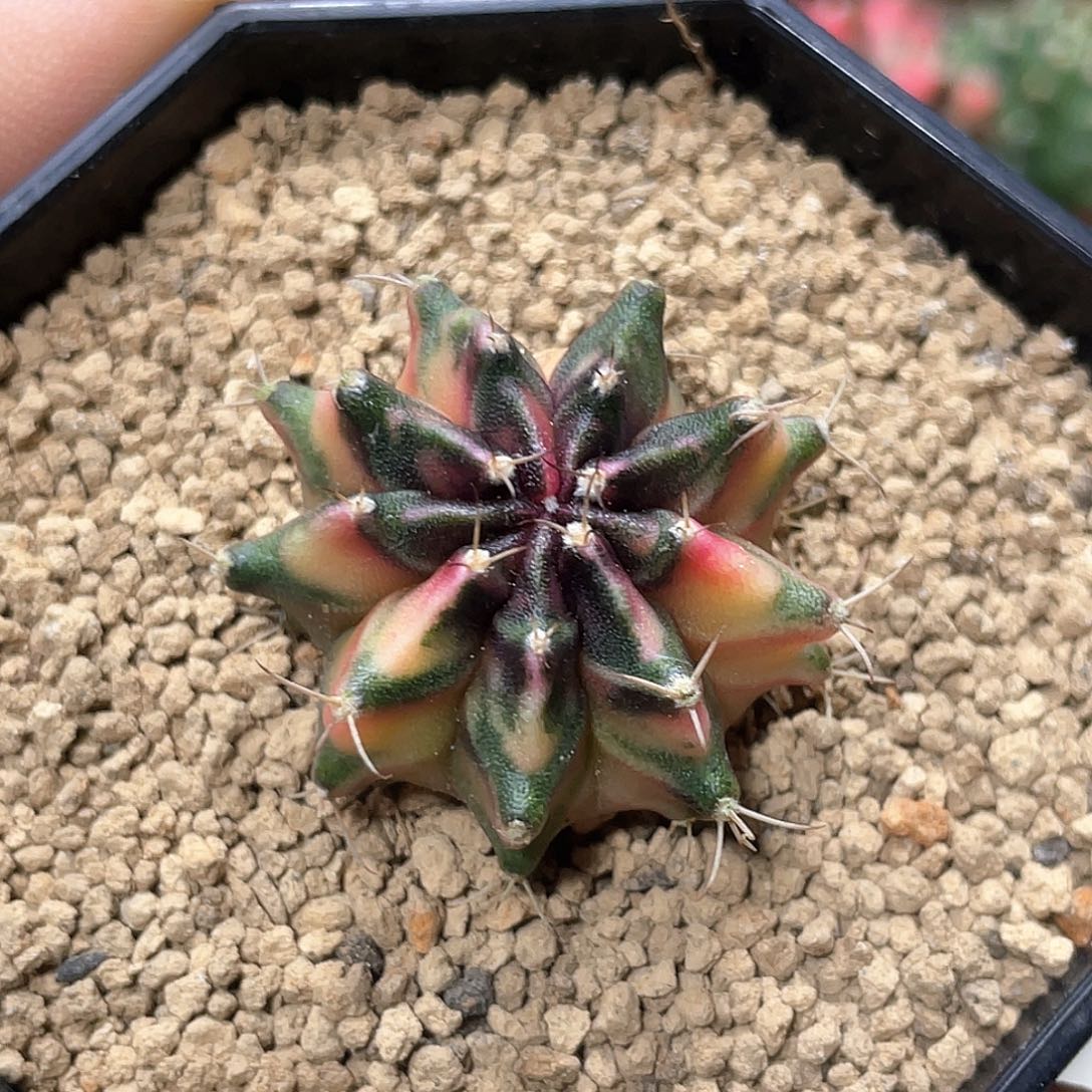 当前无花朵，栽培后可花朵