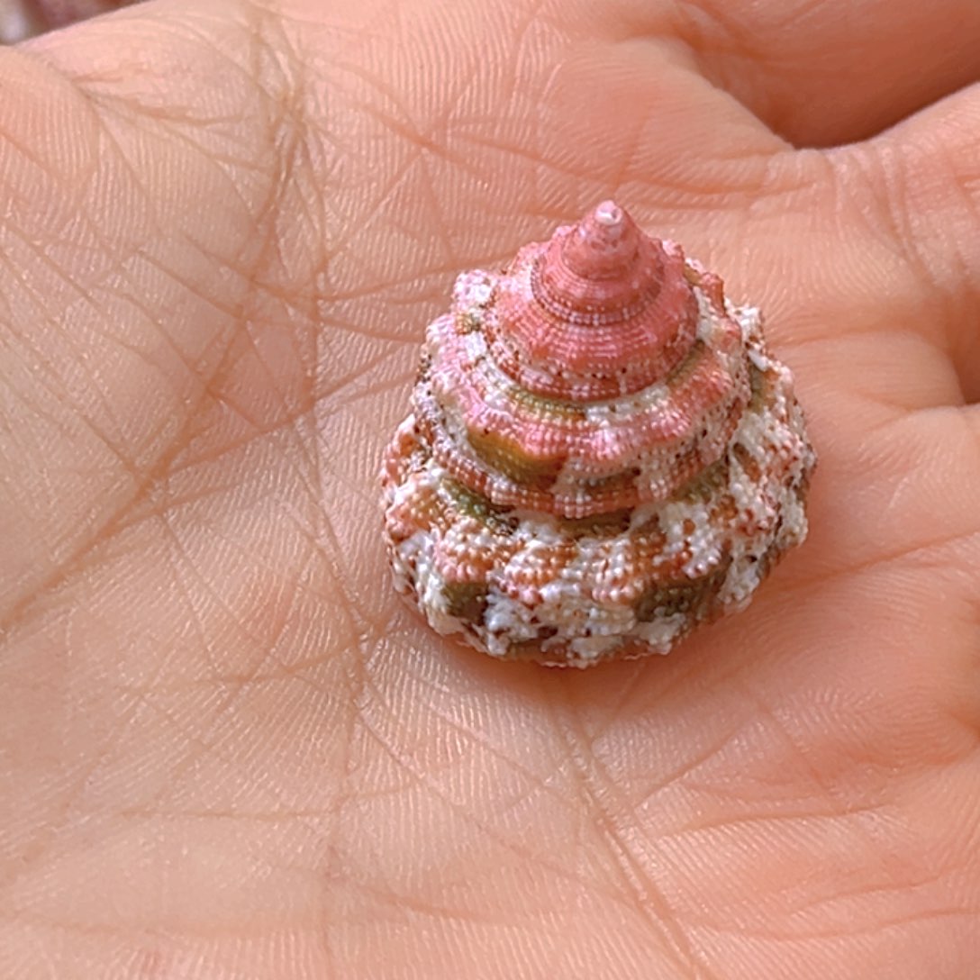 大理石磁石吴*三天然贝壳海螺批发市场