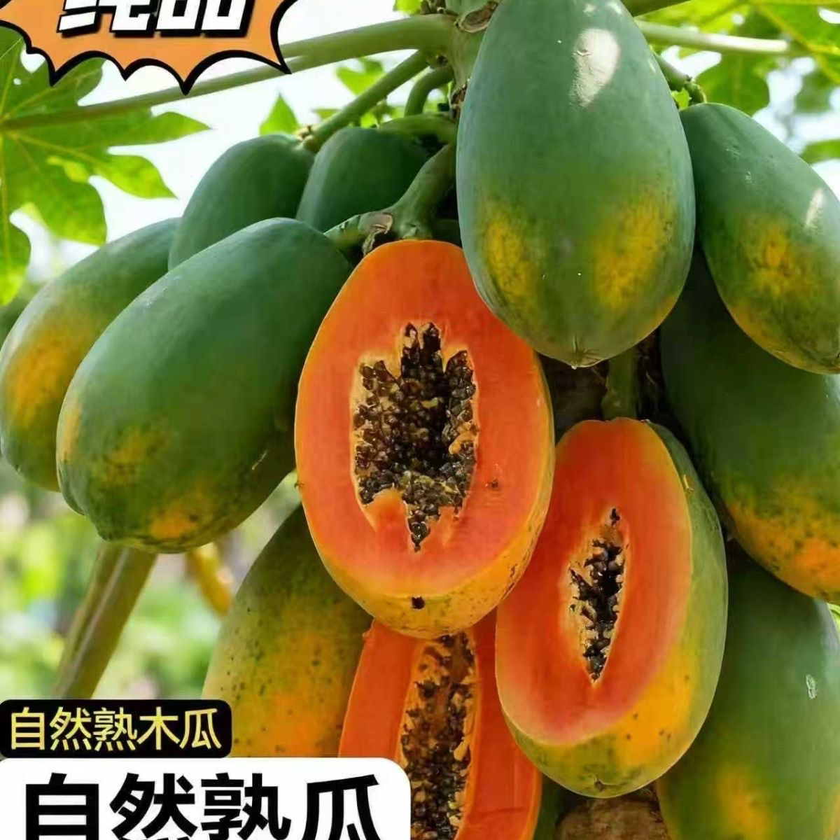 （小丫家树上熟）云南农家树上熟冰糖木瓜红心无催熟不药水放心吃