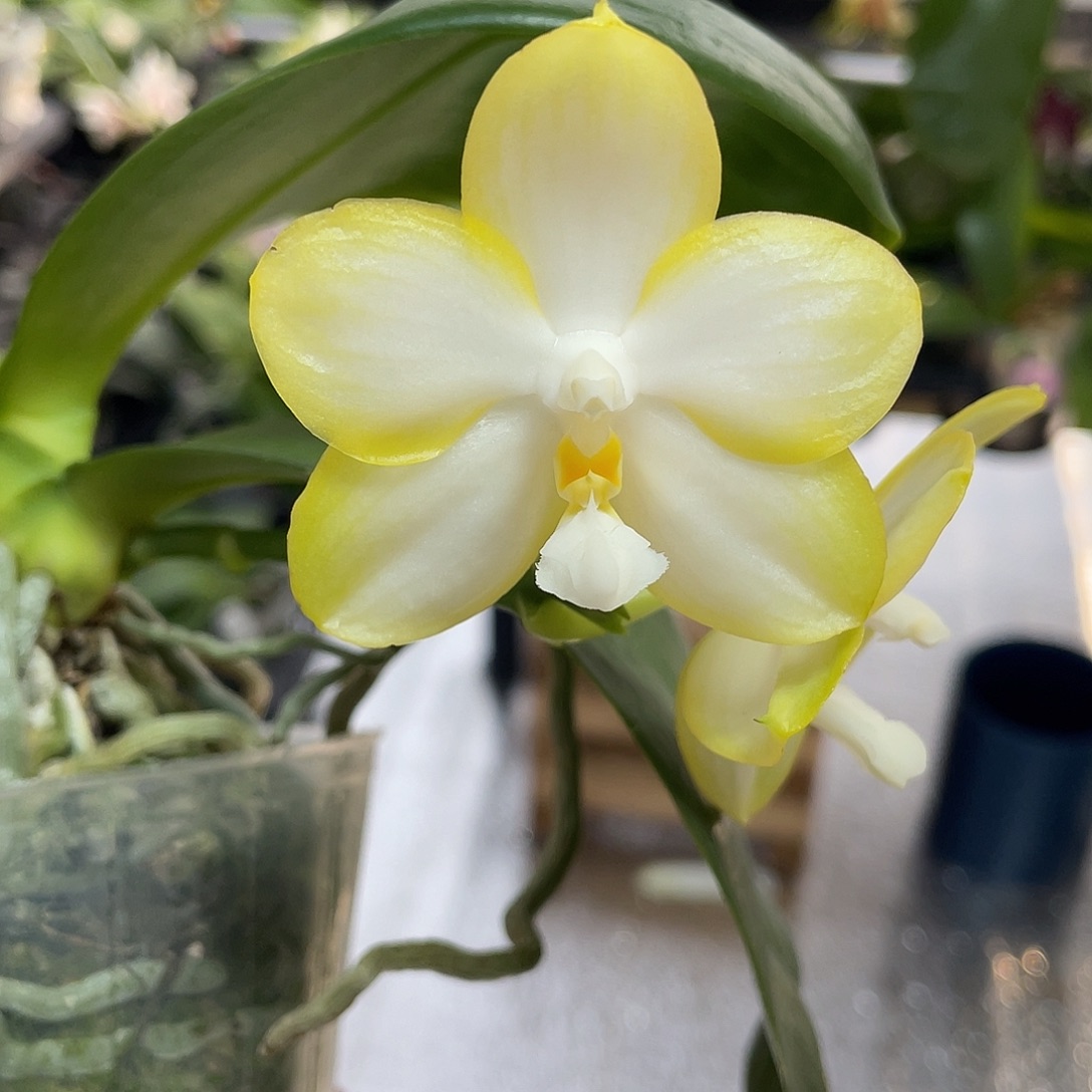 完全开放雅风黄河分生 不售后 303号