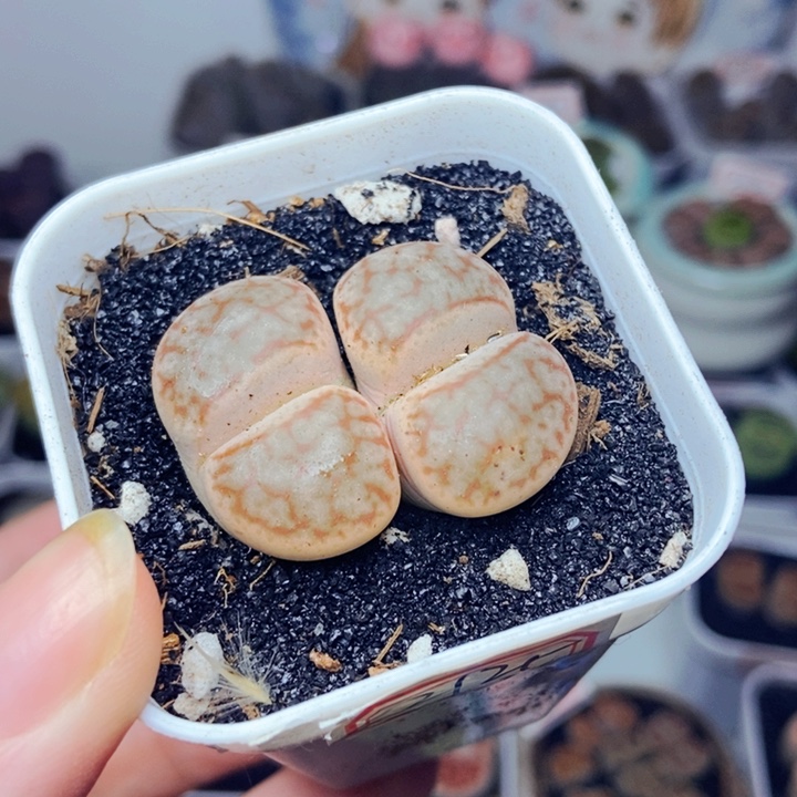 樱桃爱妃们的美肉