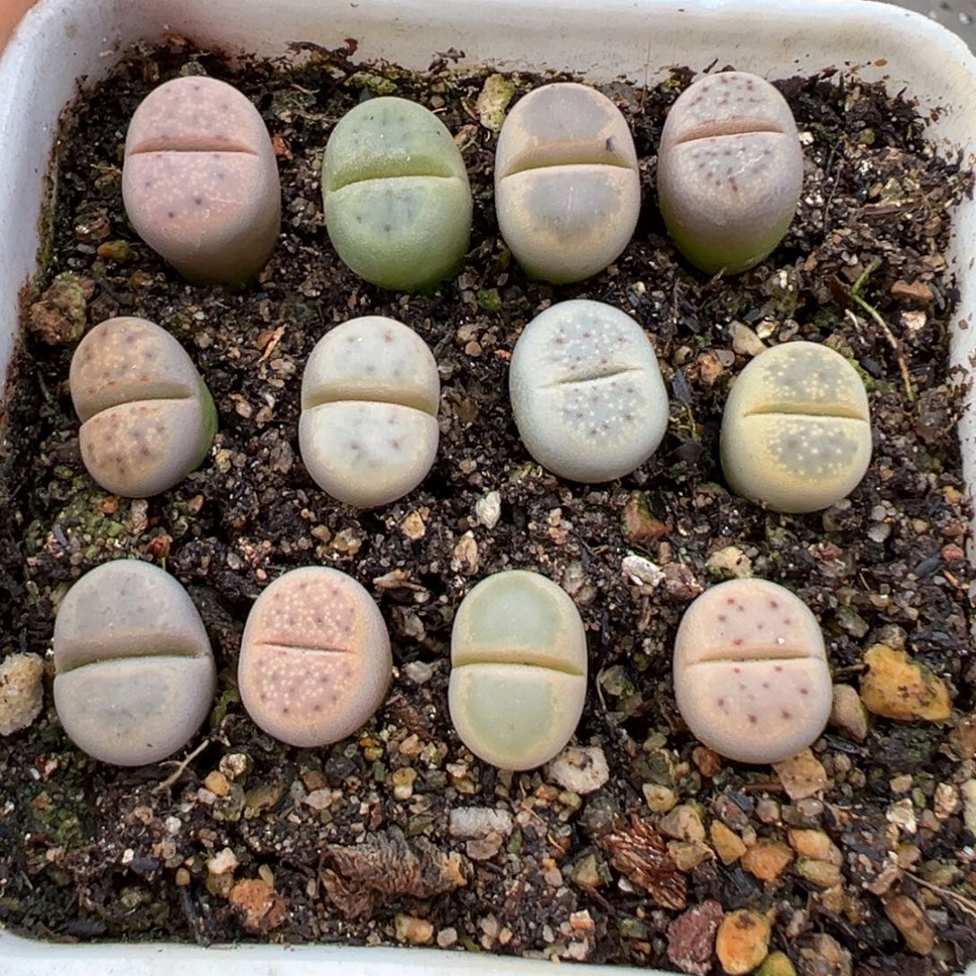 *****11.11好看的多肉脱土发货117