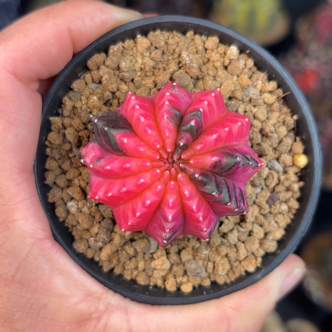 泰系米哈实生貘锦8号