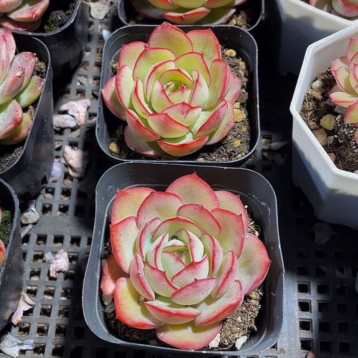 单头牡丹亭带盆土发