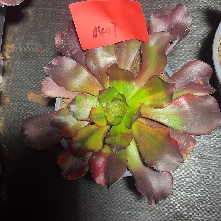 听***雨多肉植物保护专业0407