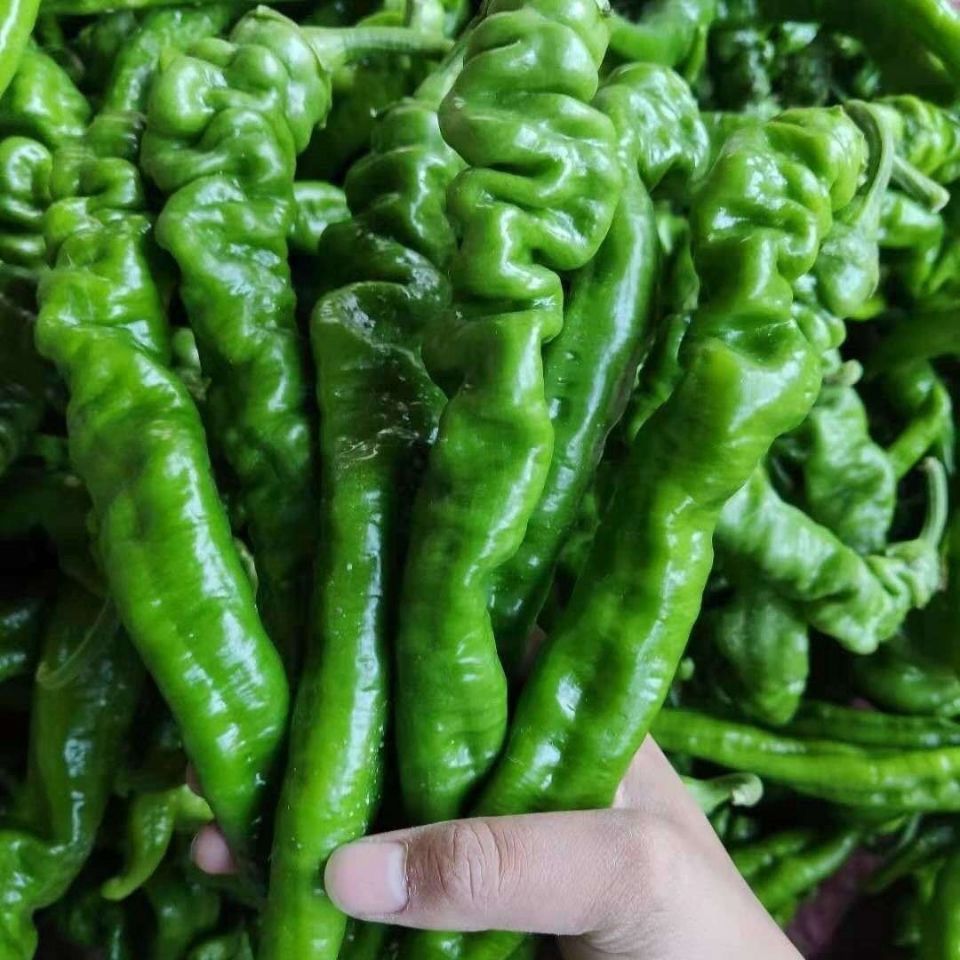 正宗螺丝椒微辣青椒批发香辣农家现摘新鲜辣椒虎皮螺丝微辣皱薄皮
