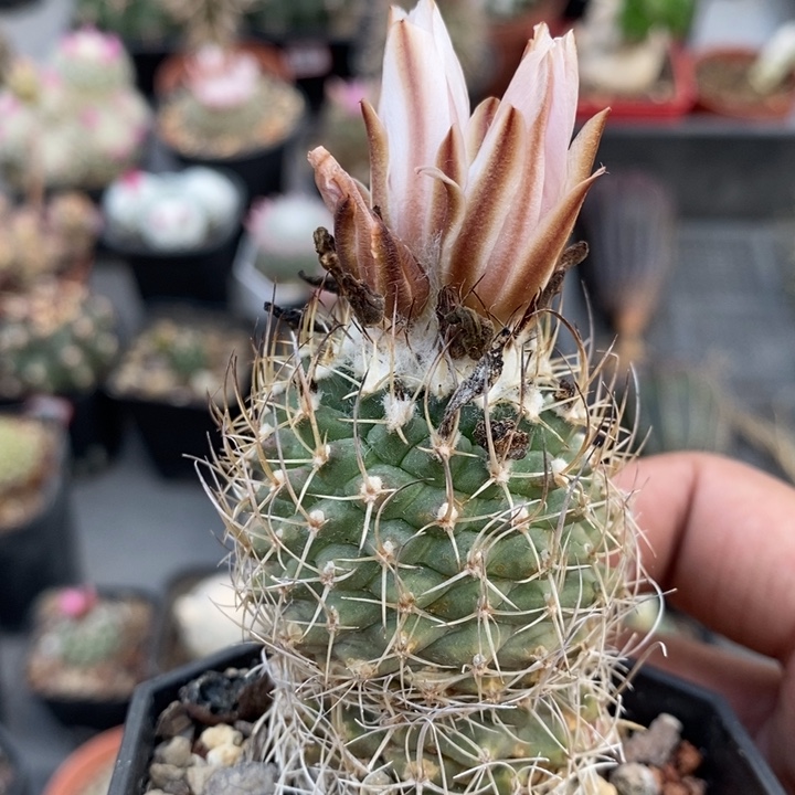 【闪购商品】老华丽玉