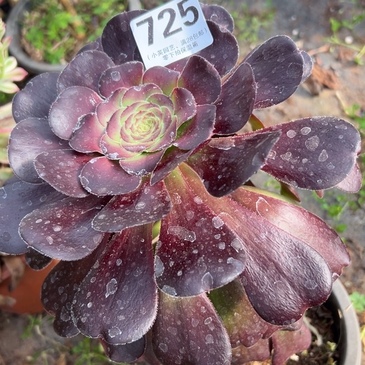 725多肉植物黑暗魔君