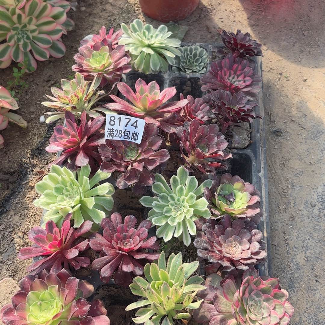 N.   8174小苗多肉