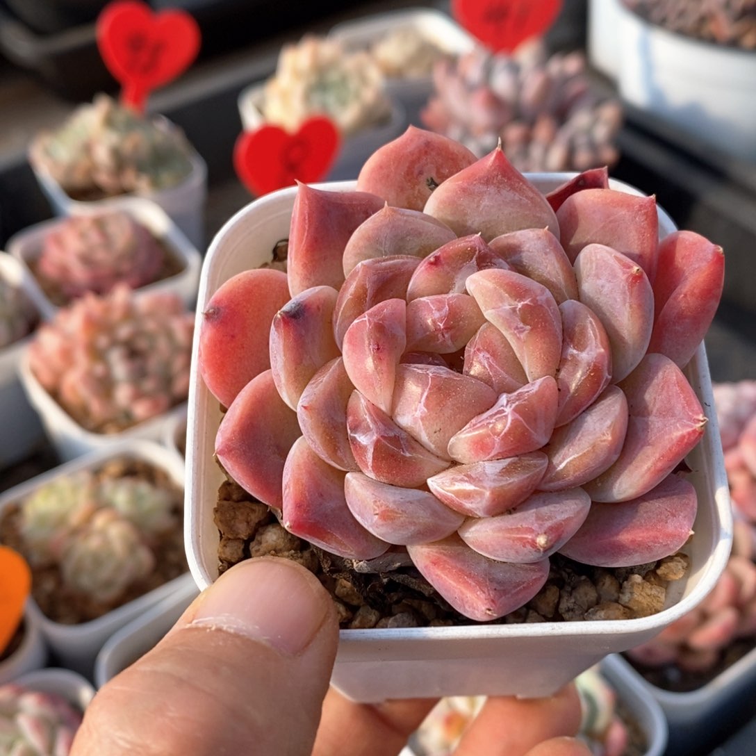 精品多肉一物一拍不包整134