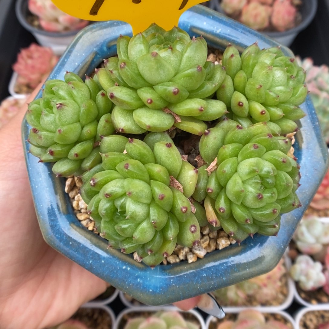 灯泡珍妮群生944号