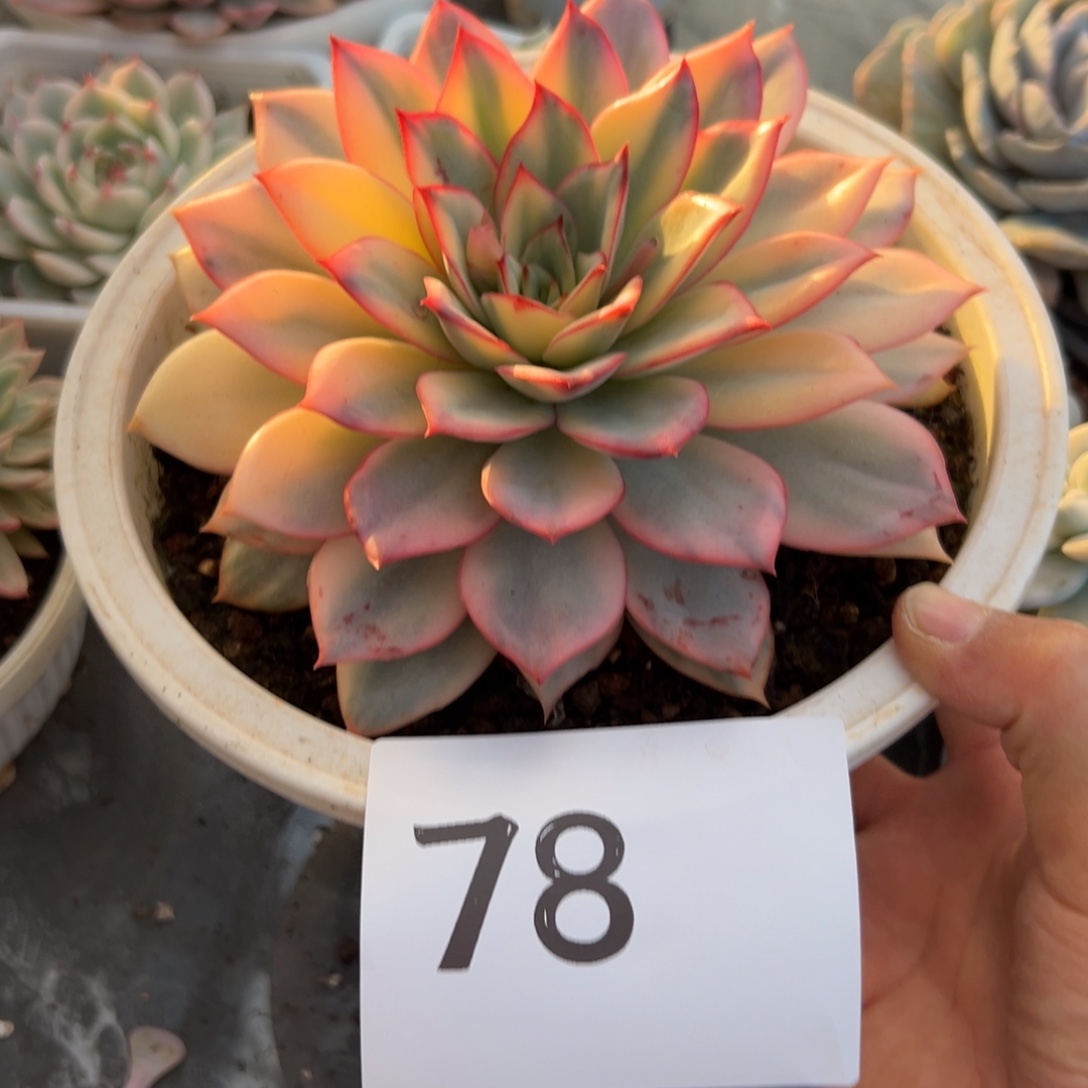 巅***杨78、sdffgvvbbn个号回家你呢