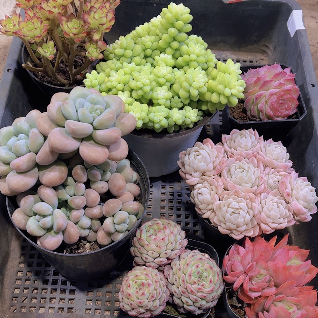 多肉854多肉植物